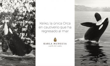 Keiko, la única orca en cautiverio que ha regresado al mar