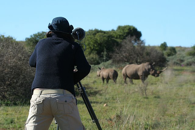 Grabando rinocerontes blancos